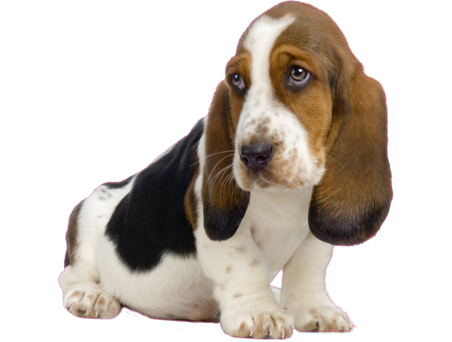 Autocollant chien-basset - Chiens