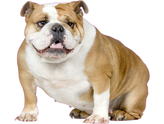 Autocollant chien-bouldogue anglais-1 - Chiens