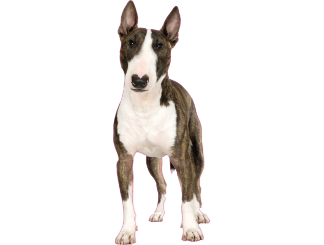 Autocollant chien-bull-terrier - Chiens