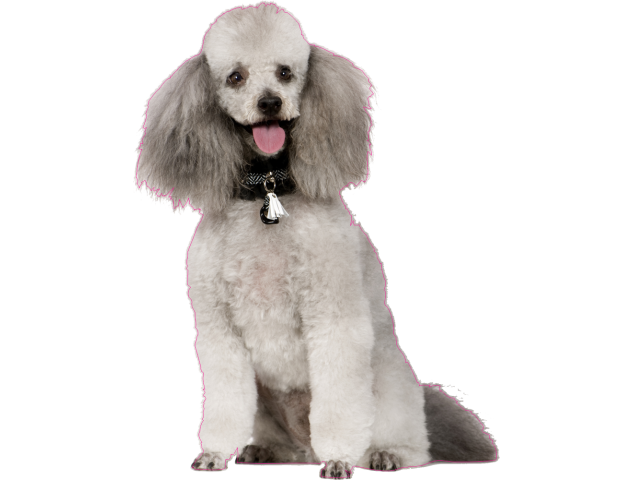 Autocollant chien-caniche-2 - Chiens