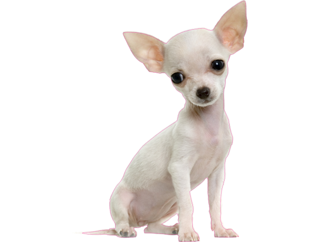 Autocollant chien-Chihuahua-1 - Chiens