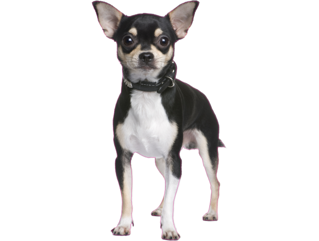 Autocollant chien-Chihuahua - Chiens