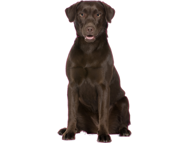 Autocollant chien-labrador-1 - Chiens