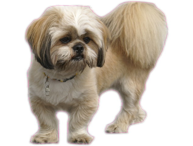 Autocollant chien-Lhassa apso - Chiens