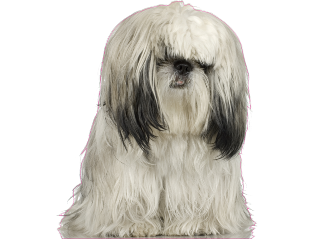 Autocollant chien-shih tzu - Chiens