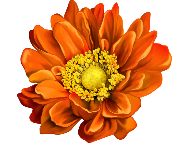 Autocollants Fleur Orange - Autocollants Couleurs