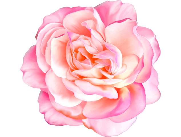 Autocollants Fleur Rose 1 - Autocollants Couleurs