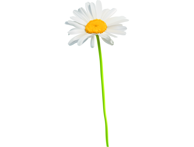 Autocollants Fleur Marguerite - Autocollants Couleurs