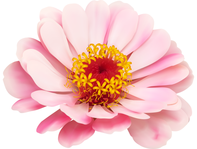 Autocollants Fleur Rose Pâle - Autocollants Couleurs