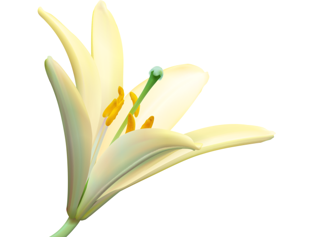 Autocollants Fleur Blanc - Autocollants Couleurs