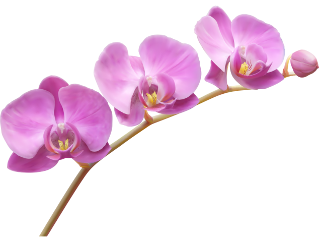 Autocollants Fleur Violette - Autocollants Couleurs