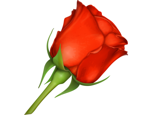 Autocollants Fleur Rose Rouge - Autocollants Couleurs