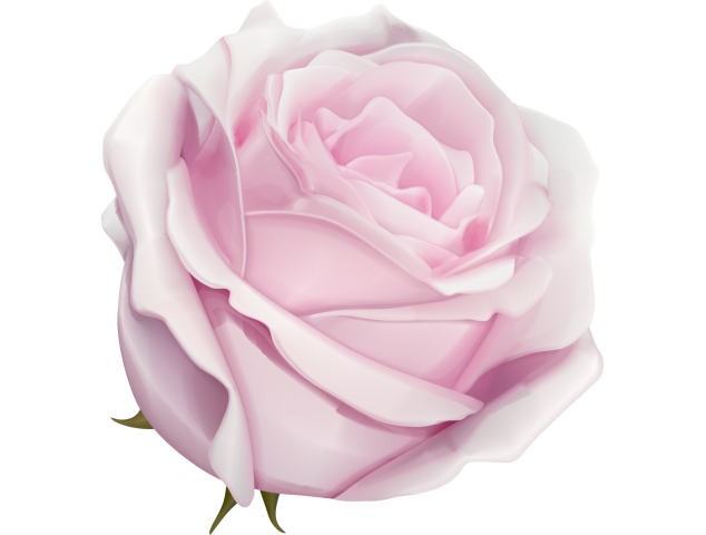 Autocollants Fleur Rose Rose - Autocollants Couleurs