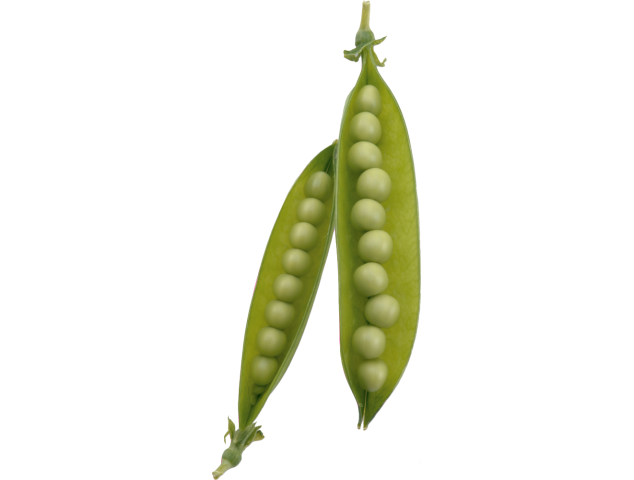 Autocollant Fruits et legumes Petit Pois - Cuisine