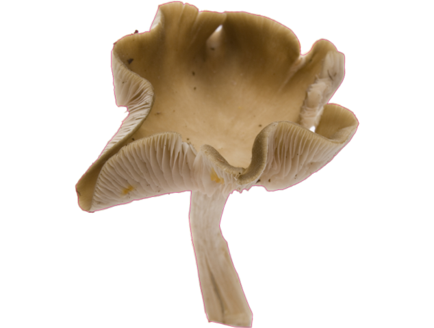 autocollants champignons - Champignons