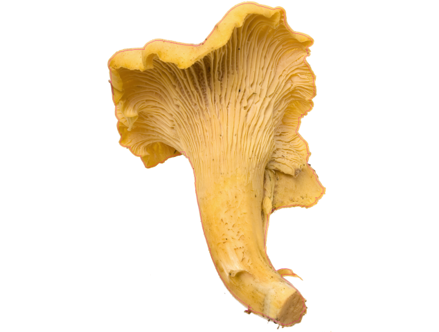 autocollants champignons - Champignons