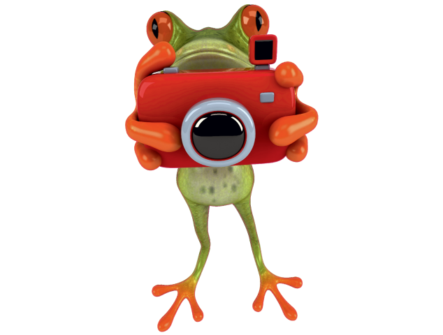 Autocollant Grenouille 3 - Grenouilles