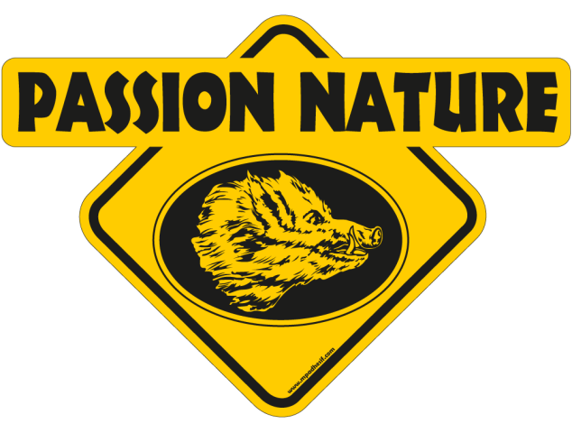 Passion nature sanglier - Australia 4x4