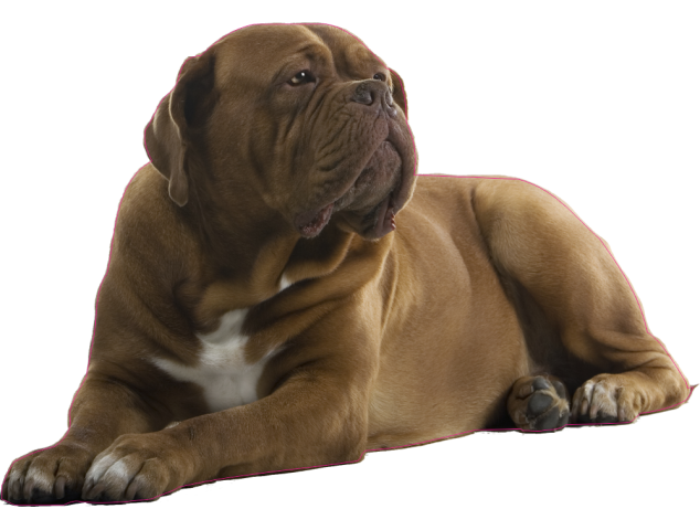 Dogue de Bordeaux - Autocollants Couleurs