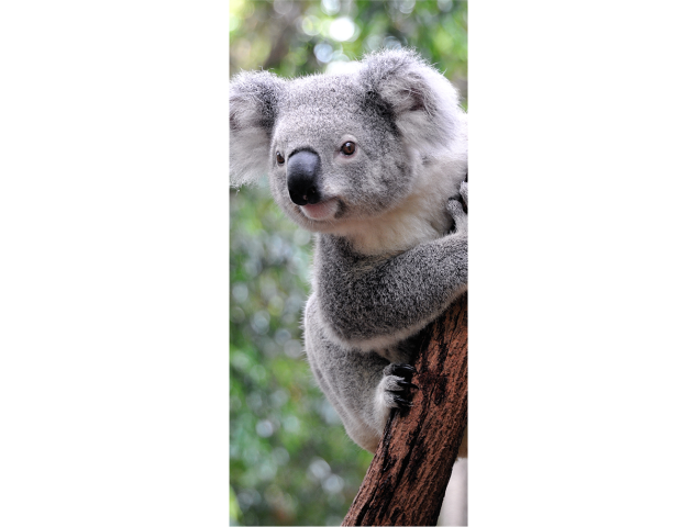 Koala - Stickers Porte
