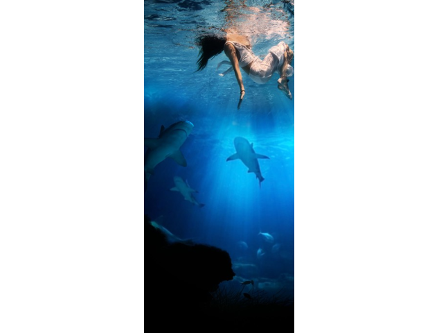 Mer Requins - Stickers Porte