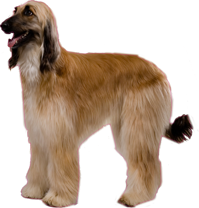 Autocollant Chien Levrier Afghan Autocollants Stickers Autocollant Chien Levrier Afghan Autocollants Stickers